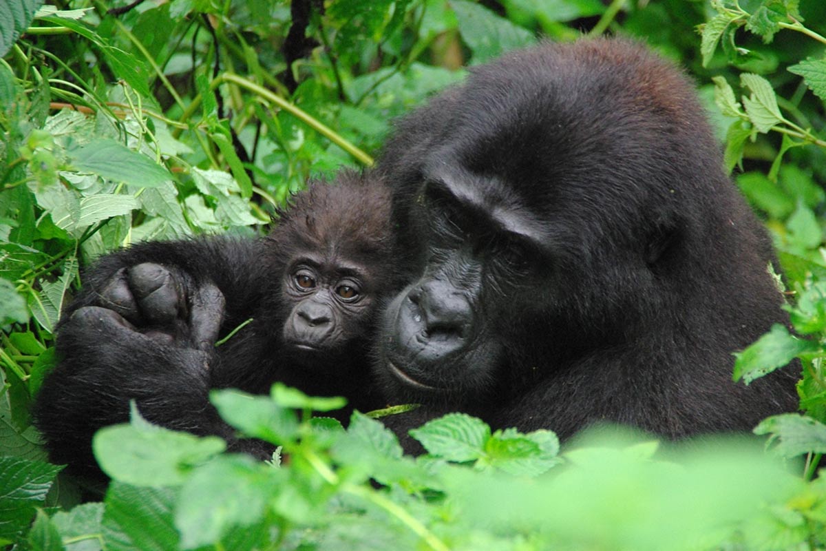 Mountain Gorilla Trekking in Bwindi Impenetrable Forest