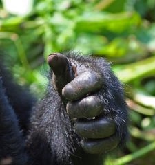Mountain gorilla Bwindi Impenetrable Forest