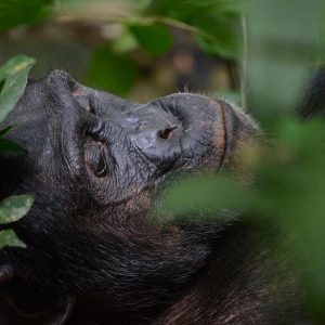 Kibale Forest Bonobos