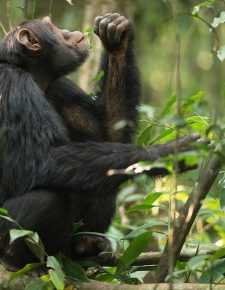 kibale forest National Park - Chimp Tracking in Uganda