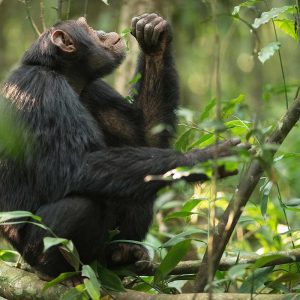 kibale forest National Park - Chimp Tracking in Uganda