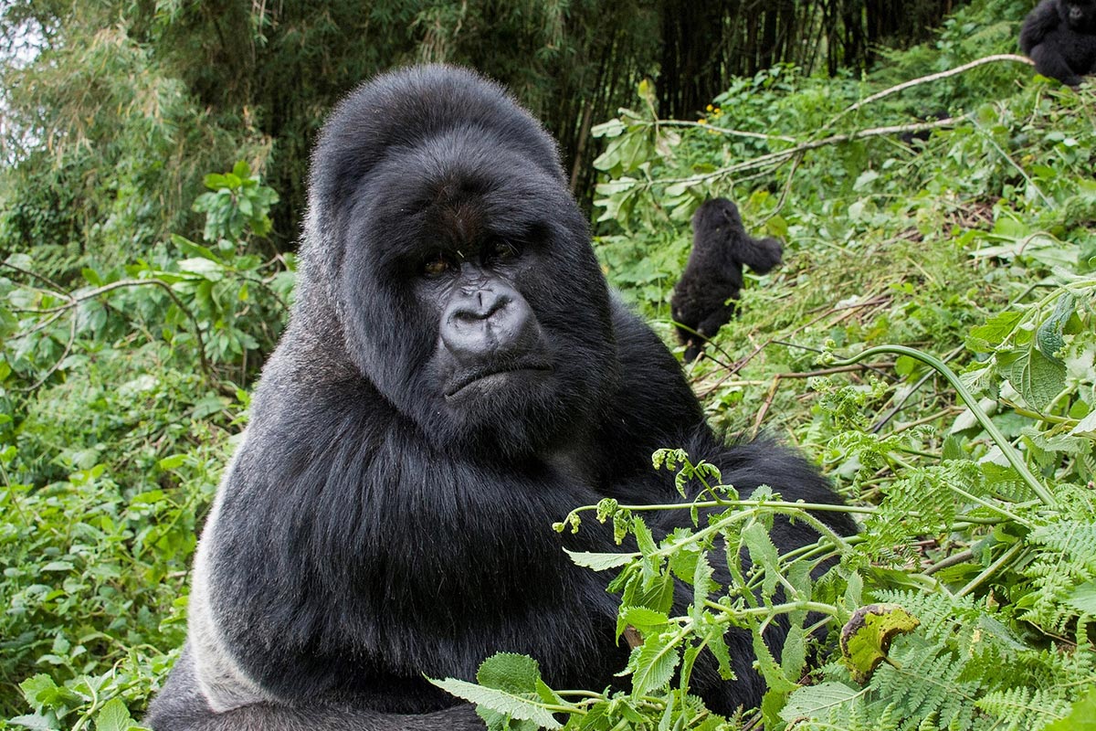 Rwanda Safaris - Rwanda Gorilla Tracking Safaris