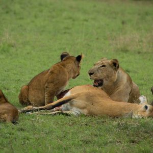 4 Day Murchison Big Five Safari