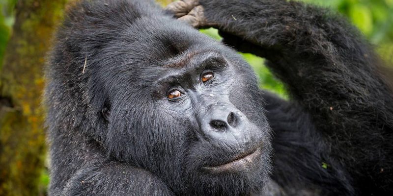 9 Days Deluxe Safari - Uganda Safari - Gorilla Tracking