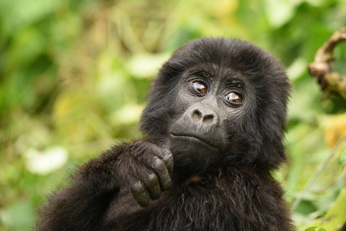 5 Day Gorilla Trekking Safari (Uganda & Rwanda)