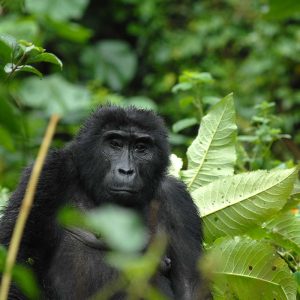 Gorilla Trekking in Volcanoes National Park Rwanda Safari