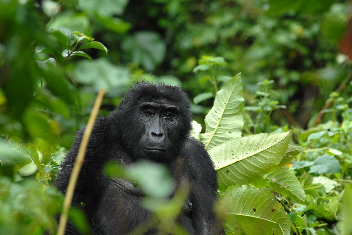 Gorilla Trekking in Volcanoes National Park Rwanda Safari