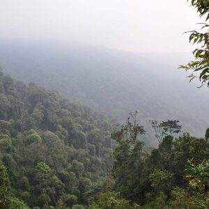 Nyungwe Forest National Park - Rwanda Safaris