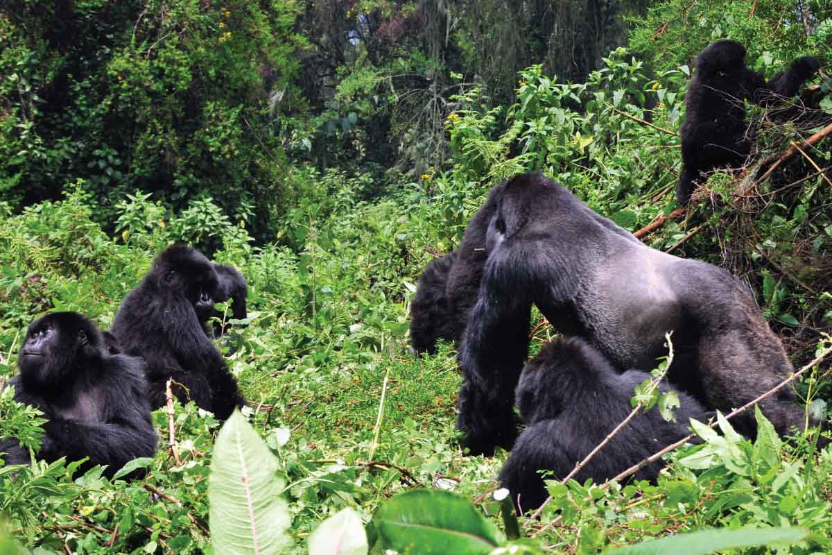 Gorilla Trekking Guidelines in Uganda - Gorilla Tracking Guidelines