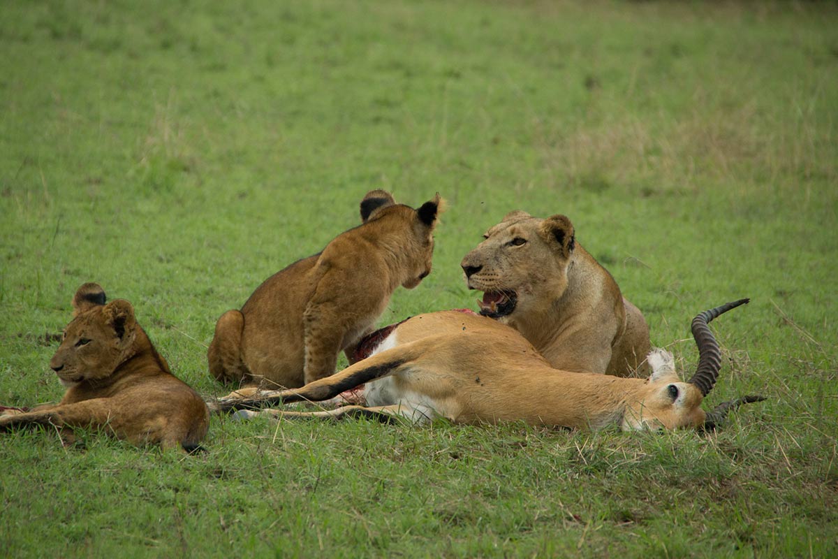 4 Day Africa Big Five Safari